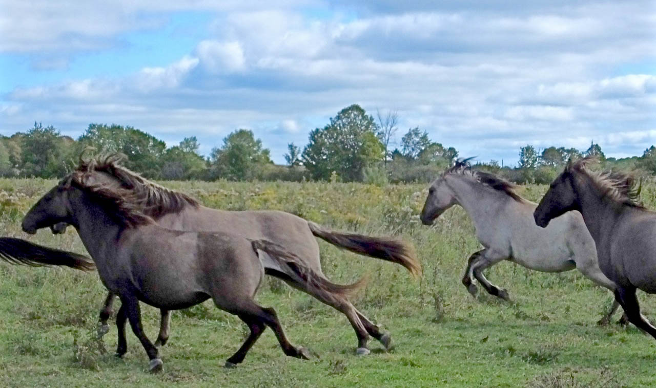 Sorraia Mustang Horses